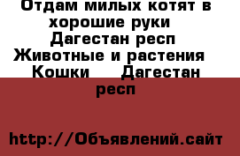 Отдам милых котят в хорошие руки - Дагестан респ. Животные и растения » Кошки   . Дагестан респ.